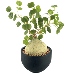 観葉植物・光触媒