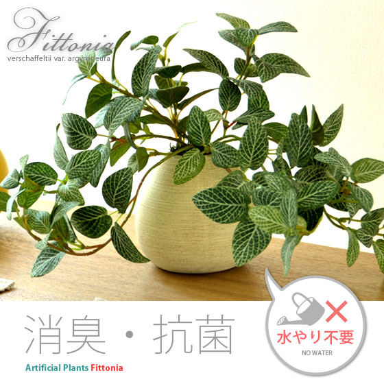光触媒人工観葉植物(フィットニア)